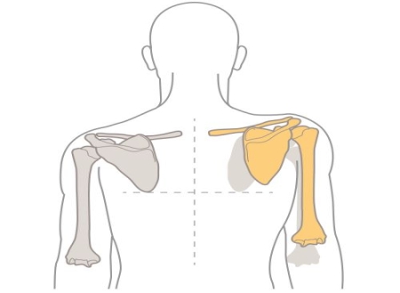 Understanding and Treating Scapular Dyskinesis: Improving Shoulder Blade Movement